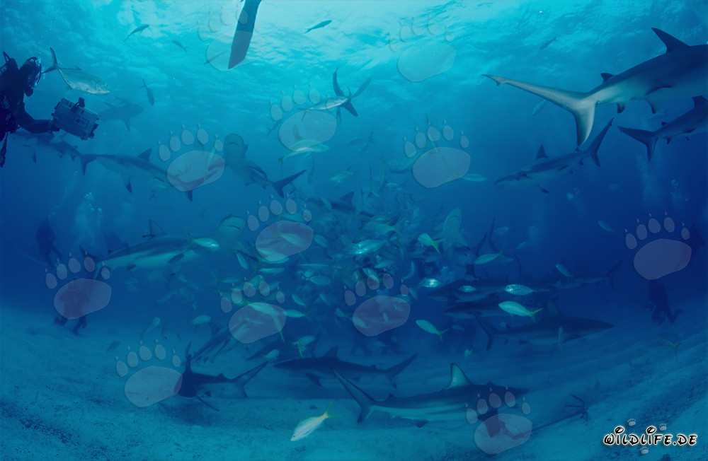 Faszinierende Karibische Riffhaie und Schwarzspitzenhaie im Shark Rodeo