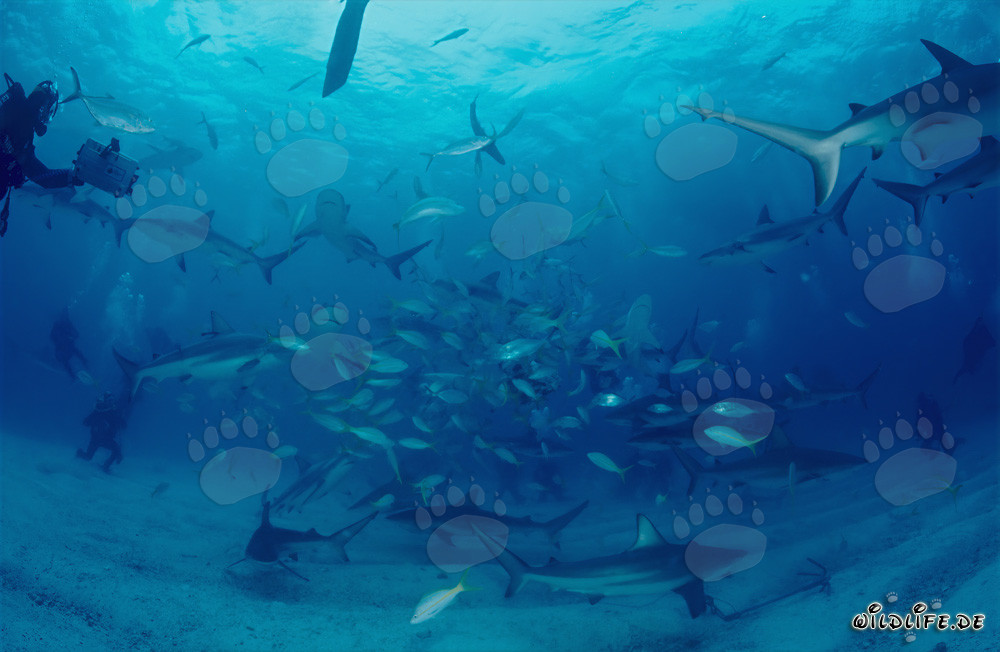 Requins des récifs des Caraïbes fascinants et requins à pointes noires au rodeo des requins