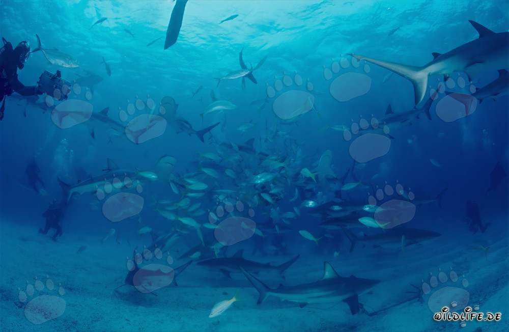 Fascinantes tiburones de arrecife caribeños y tiburones de puntas negras en el rodeo de tiburones
