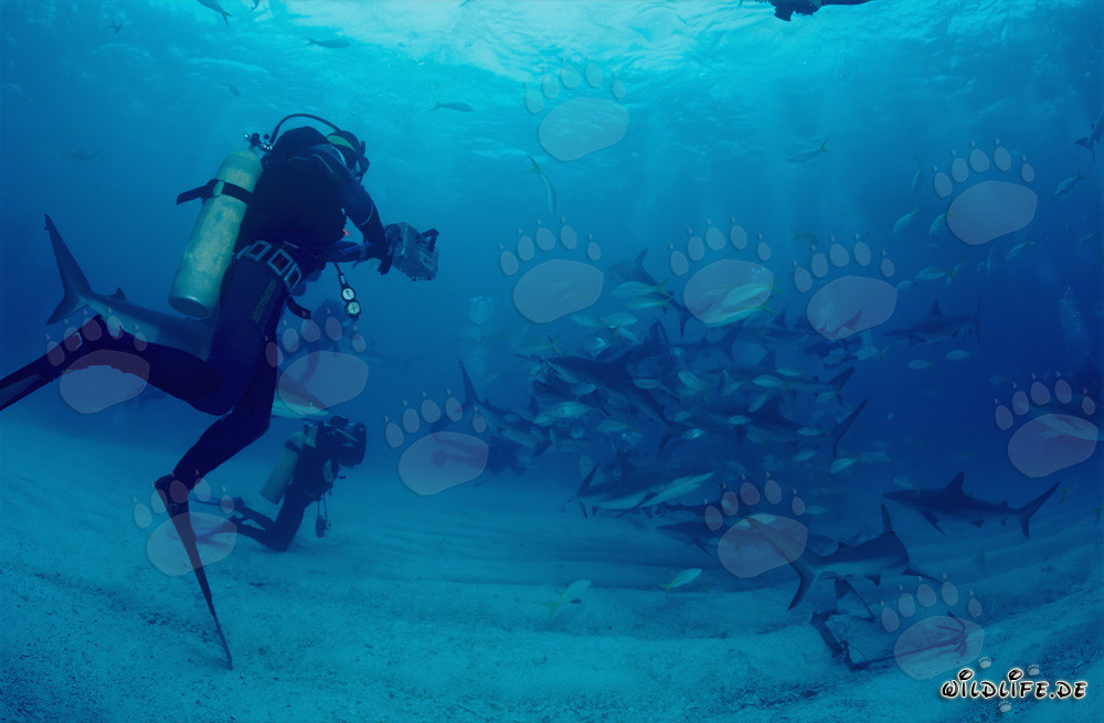 Fascinating Encounter: Divers and Majestic Caribbean Reef Sharks