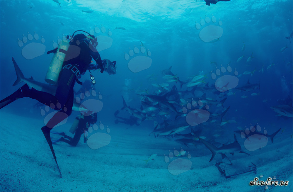 Rencontre fascinante : plongeurs et majestueux requins des Caraïbes
