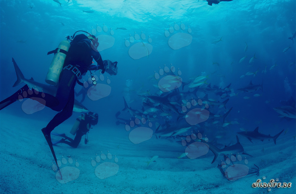Encuentro fascinante: buceadores y majestuosos tiburones de arrecife del Caribe