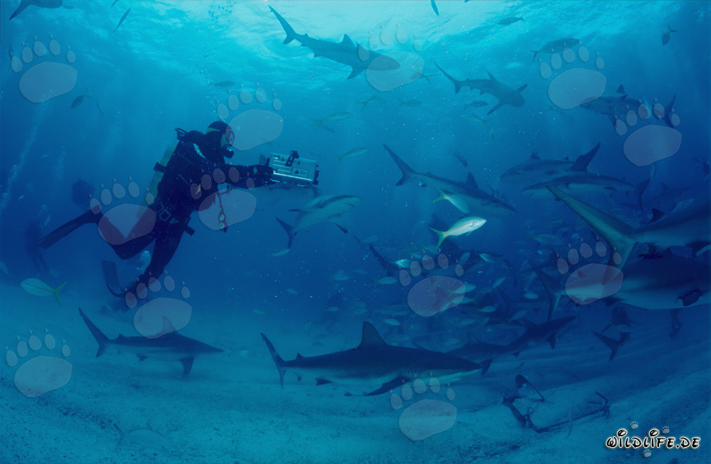 Fascinante rodeo de tiburones con tiburones de arrecife del Caribe y tiburones de puntas negras