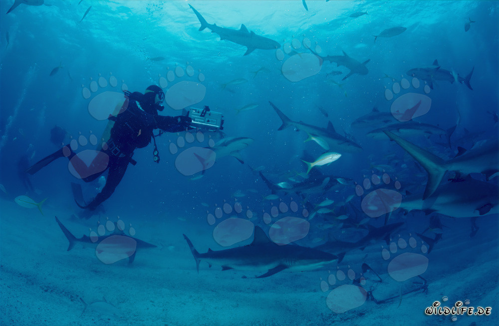 Spectaculaire rodéo de requins avec des requins des Caraïbes et des requins à pointes noires