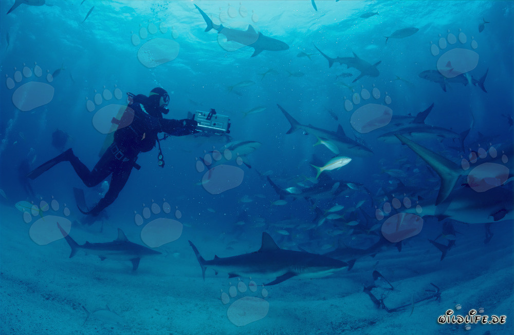 Fascinating Shark Rodeo with Caribbean Reef Sharks and Blacktip Sharks