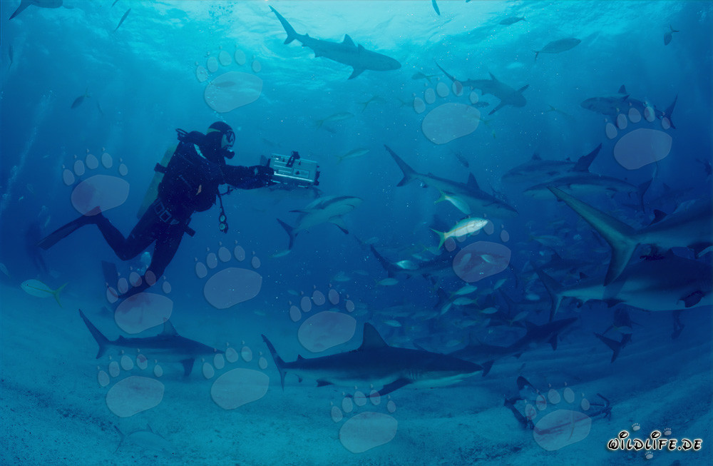 Faszinierendes Shark Rodeo mit Karibischen Riffhaien und Schwarzspitzenhaien