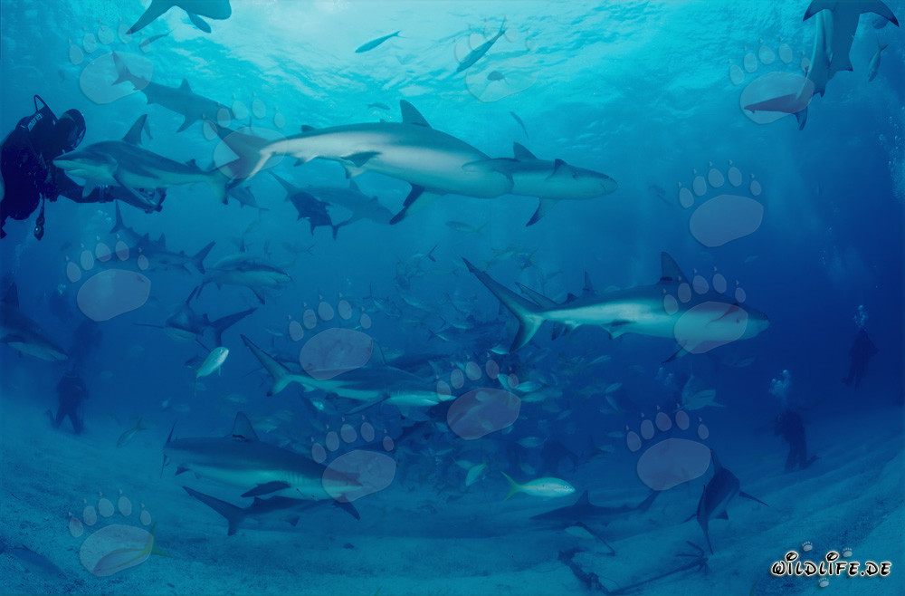 Fascinating Shark Rodeo with Caribbean Reef Sharks and Blacktip Sharks