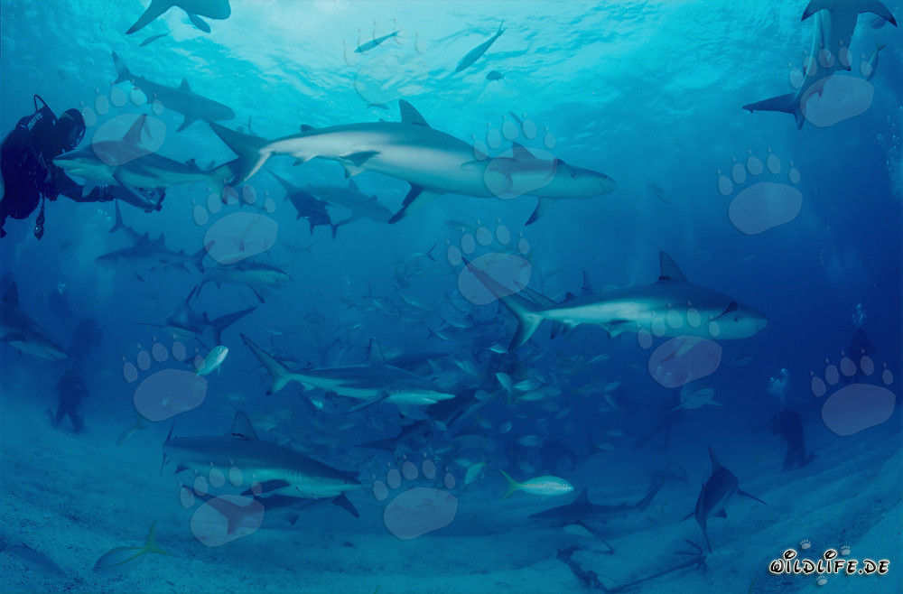 Faszinierendes Shark Rodeo mit Karibischen Riffhaien und Schwarzspitzenhaien