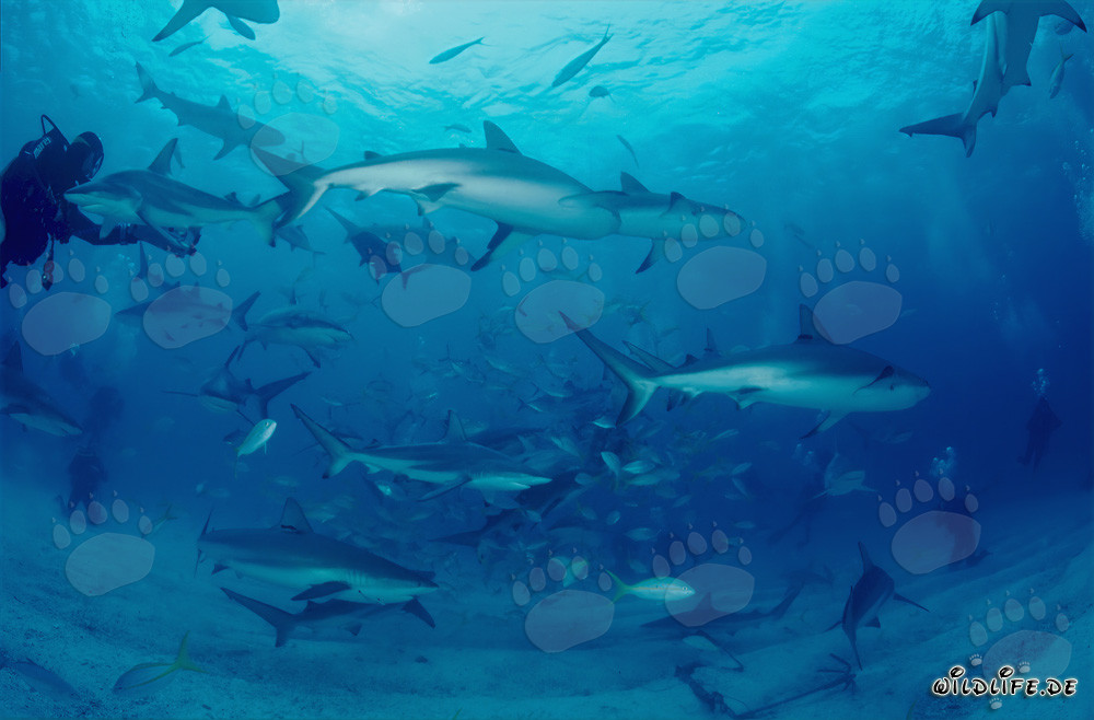 Spectacle fascinant de rodéo de requins avec des requins des Caraïbes et des pointes noires