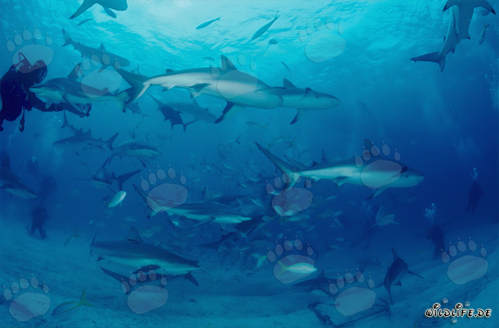 Fascinante rodeo de tiburones con tiburones de arrecife del Caribe y puntas negras