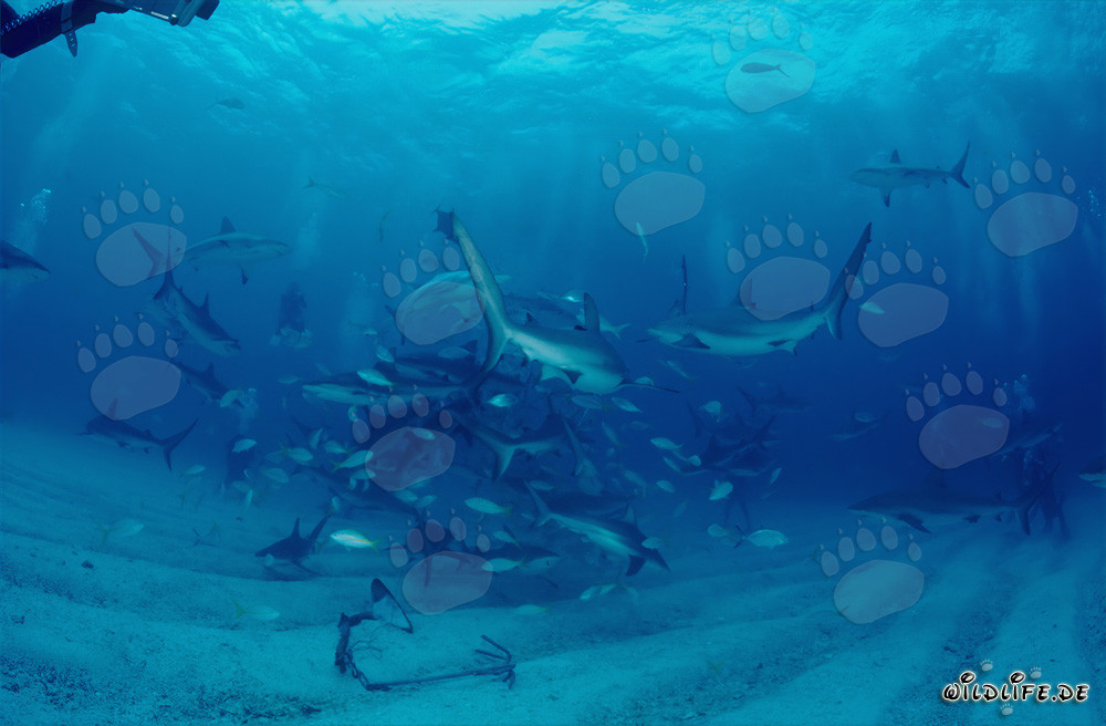 Encounter with Caribbean Reef Sharks and Blacktip Sharks at Shark Rodeo