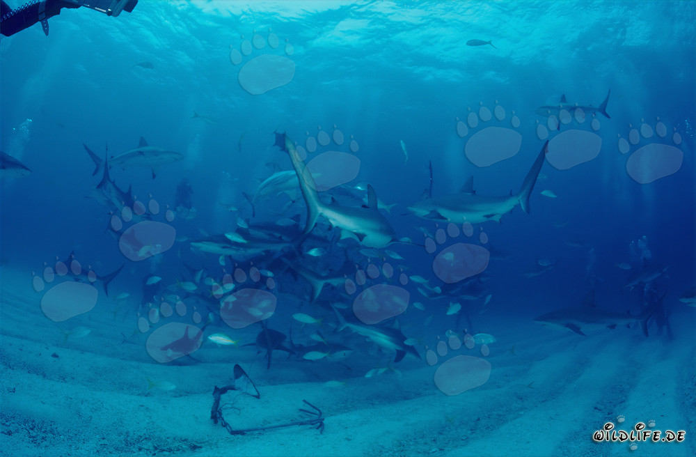Spannendes Shark Rodeo mit Karibischen Riffhaien und Schwarzspitzenhaien in den Bahamas