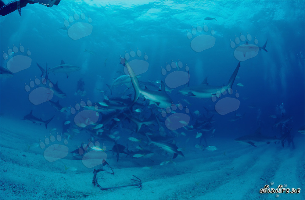 Rencontre avec les requins des récifs des Caraïbes et les requins à pointes noires lors du rodéo de requins