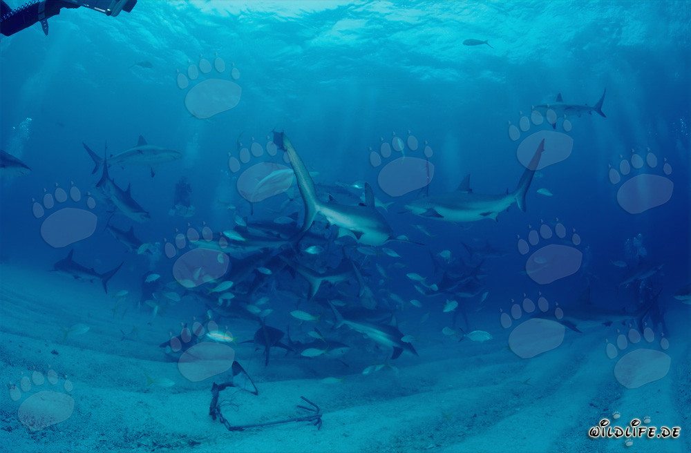 Encuentro con tiburones de arrecife del Caribe y tiburones de puntas negras en el rodeo de tiburones