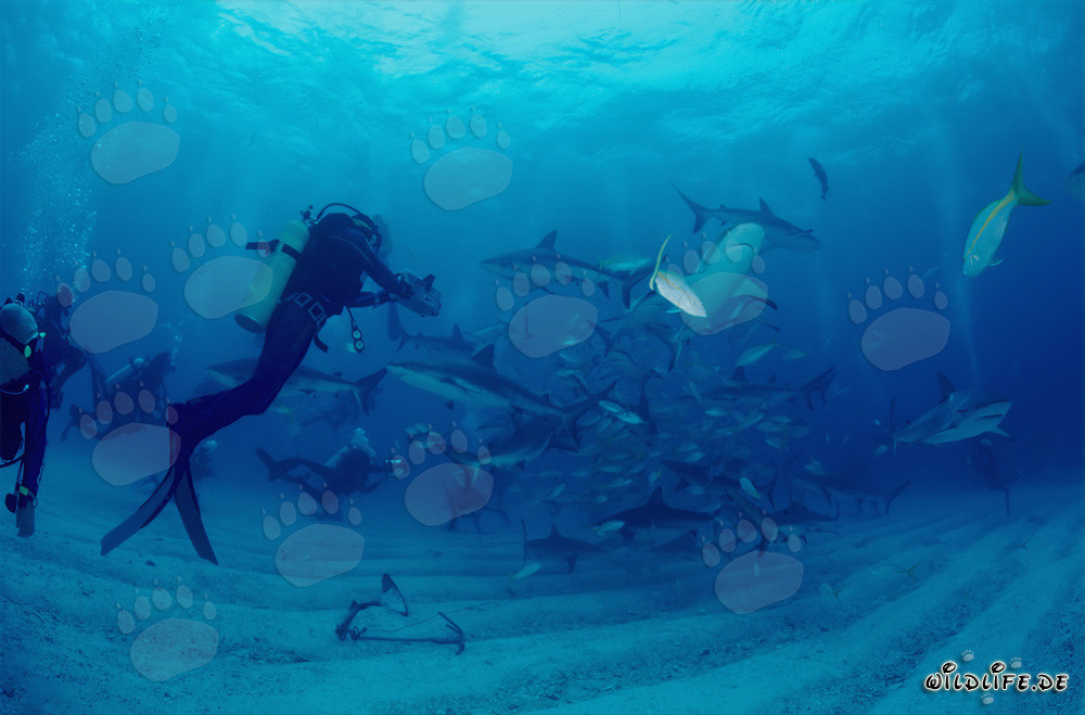Caribbean Reef Sharks and Blacktip Sharks circling the chumsicle