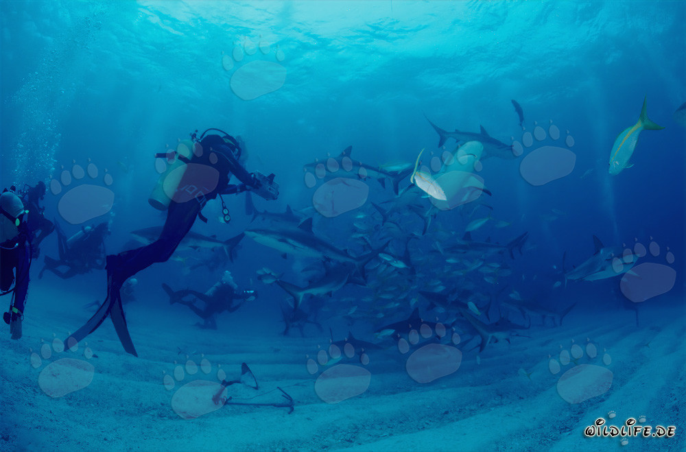 Requins des récifs des Caraïbes et requins à pointes noires entourent le chumsicle