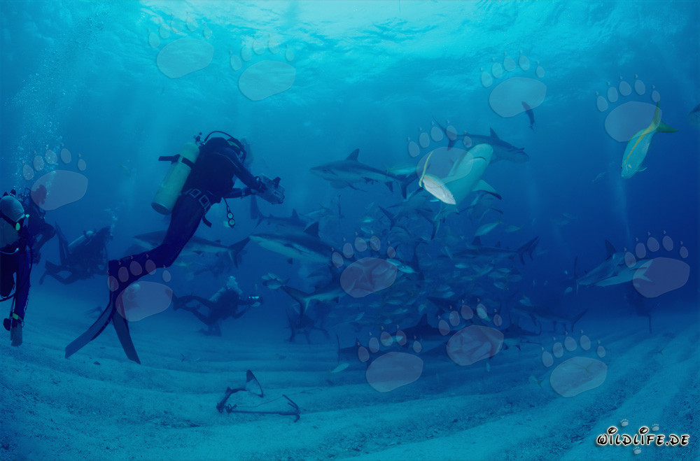 Squali dei coralli dei Caraibi e squali a punta nera circondano il chumsicle