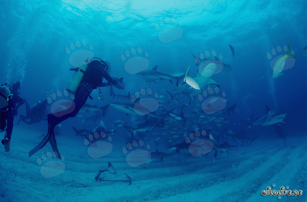 Tiburones de arrecife del Caribe y tiburones de puntas negras rodean el chumsicle
