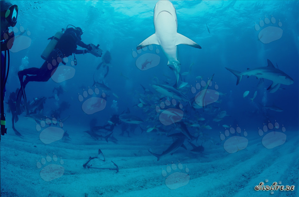Divers witness fascinating Shark Rodeo with Caribbean Reef Sharks and Blacktip Sharks