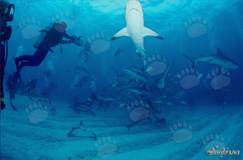 Taucher erleben faszinierendes Shark Rodeo mit Karibischen Riffhaien und Schwarzspitzenhaien