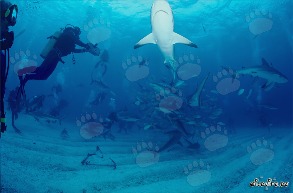 Plongeurs vivent un fascinant Shark Rodeo avec des requins des Caraïbes et des requins à pointes noires