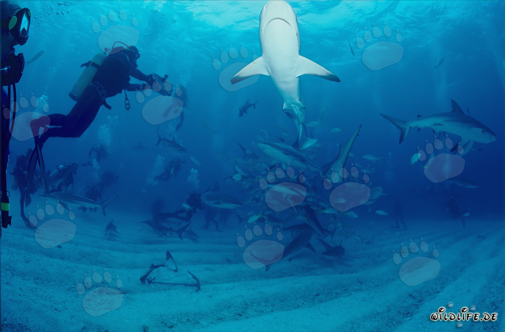 Subacquei vivono un affascinante Shark Rodeo con squali dei Caraibi e squali punta nera