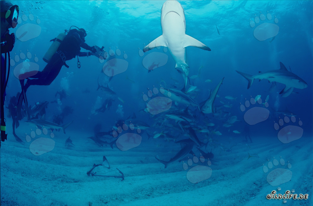 Buceadores experimentan un fascinante Shark Rodeo con tiburones del Caribe y tiburones punta negra