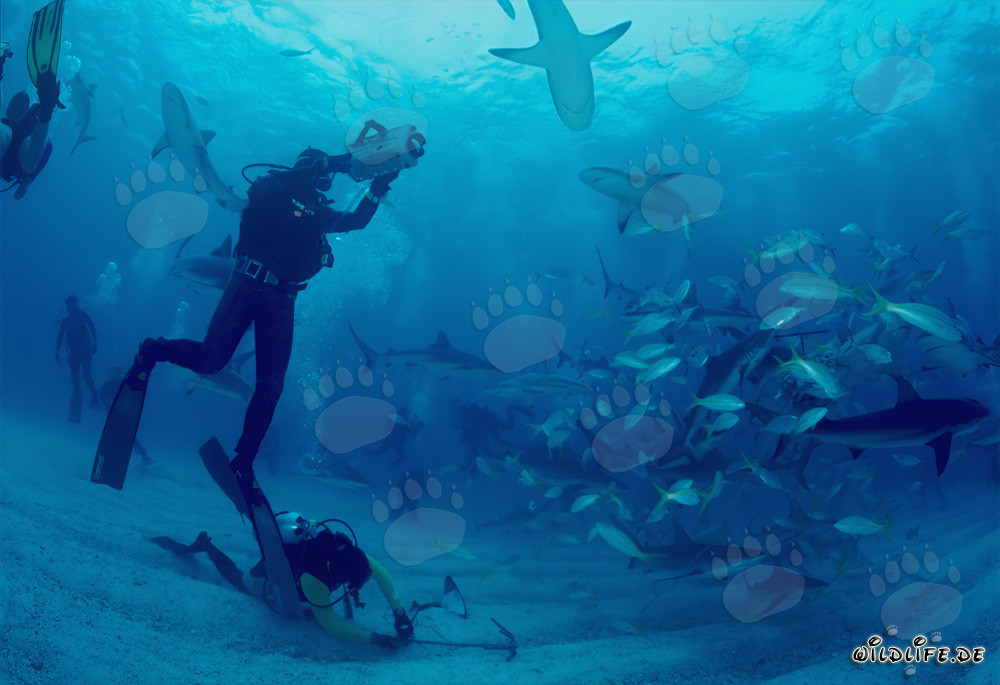Fascinating Encounter with Caribbean Reef Sharks and Blacktip Sharks