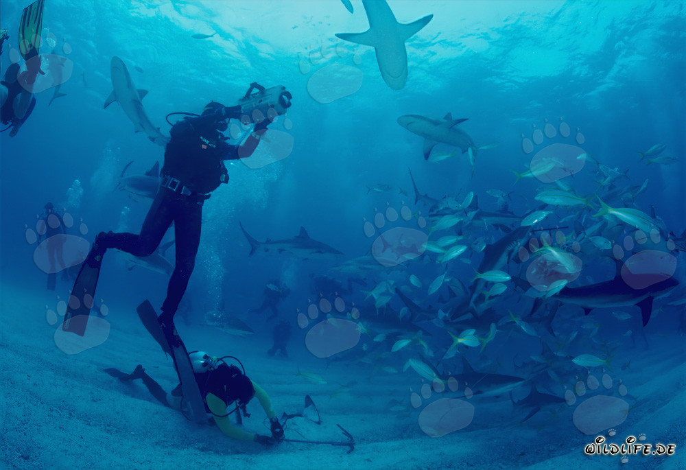 Spektakuläre Shark Rodeo mit Karibischen Riffhaien und Schwarzspitzenhaien