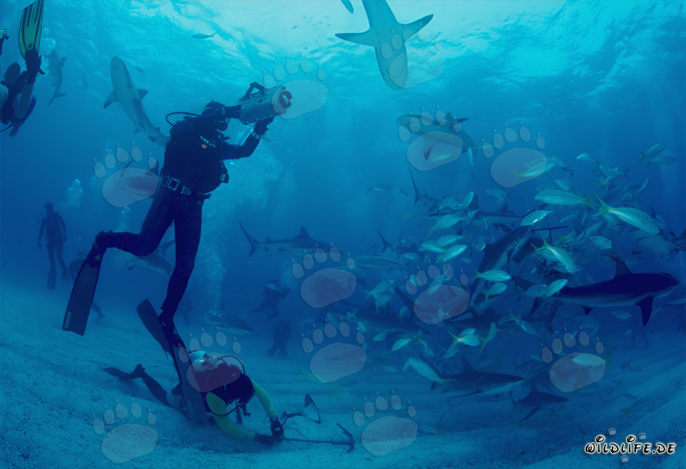 Rencontre fascinante avec les requins des récifs des Caraïbes et les requins à pointes noires