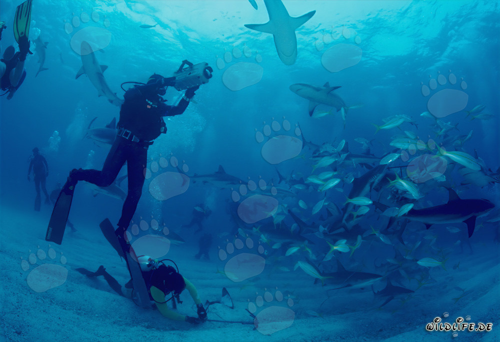 Incontro affascinante con gli squali dei coralli dei Caraibi e gli squali punta nera