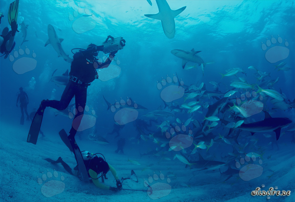 Encuentro fascinante con tiburones de arrecife del Caribe y tiburones punta negra