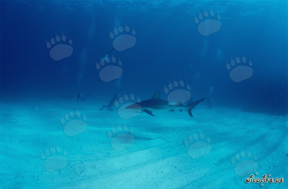 Encounter with a majestic Blacktip shark