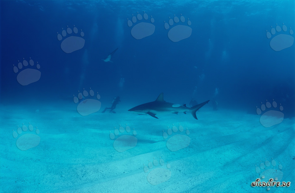 Rencontre avec un majestueux requin à pointes noires