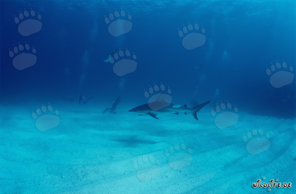 Encuentro con un majestuoso tiburón de puntas negras