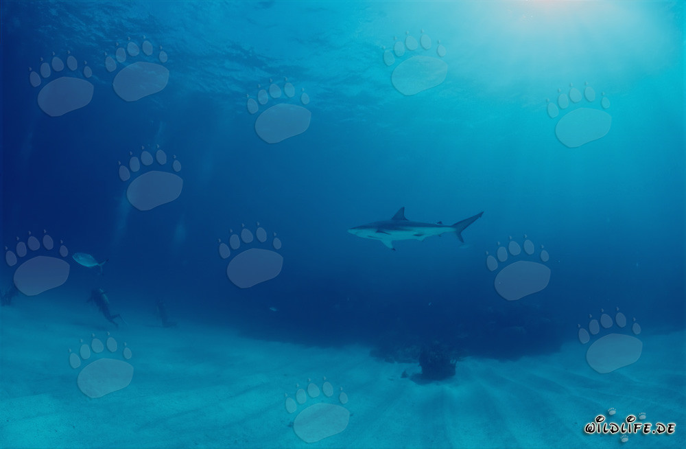Blacktip shark observing diver in the Bahamas