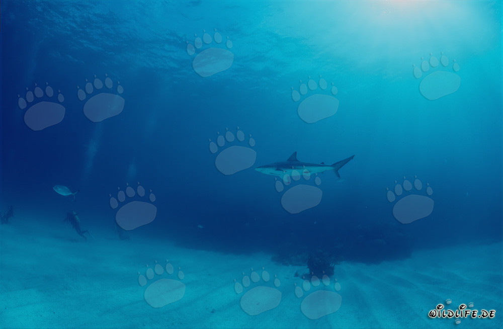Requin à pointes noires observe un plongeur aux Bahamas