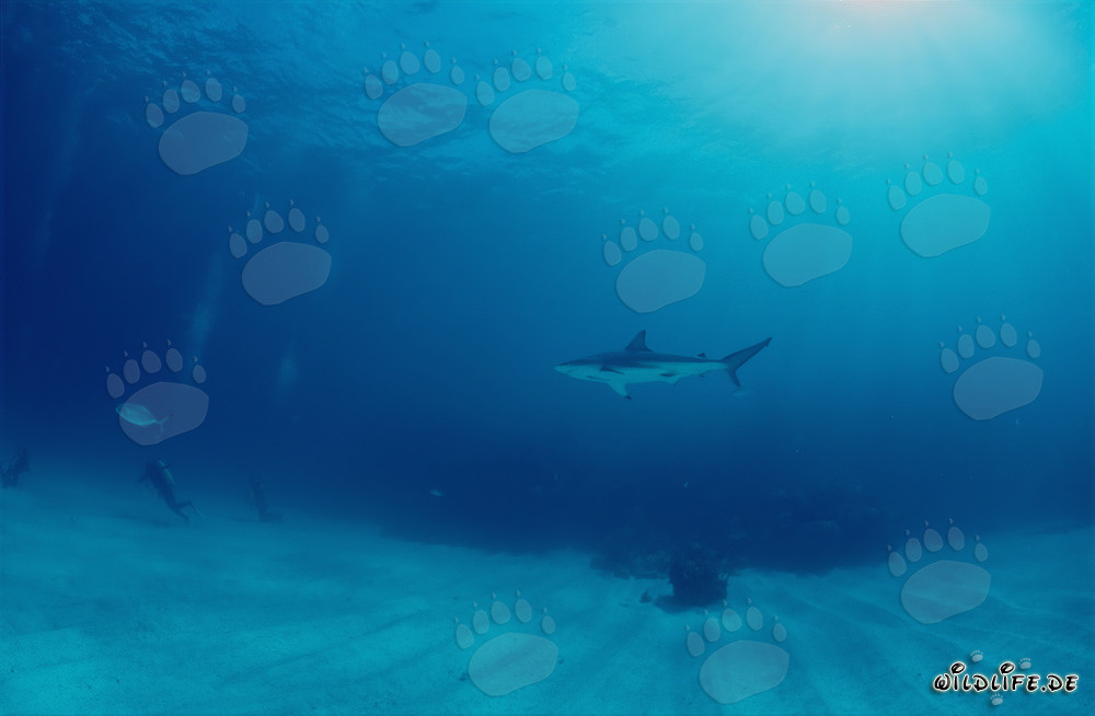 Schwarzspitzenhai beobachtet Taucher in den Bahamas