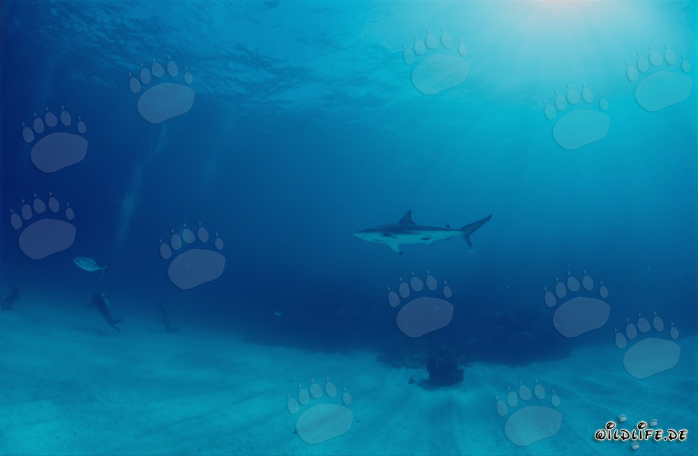 Squalo punta nera osserva un subacqueo nelle Bahamas