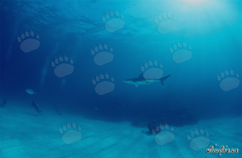 Tiburón de puntas negras observa a un buceador en las Bahamas