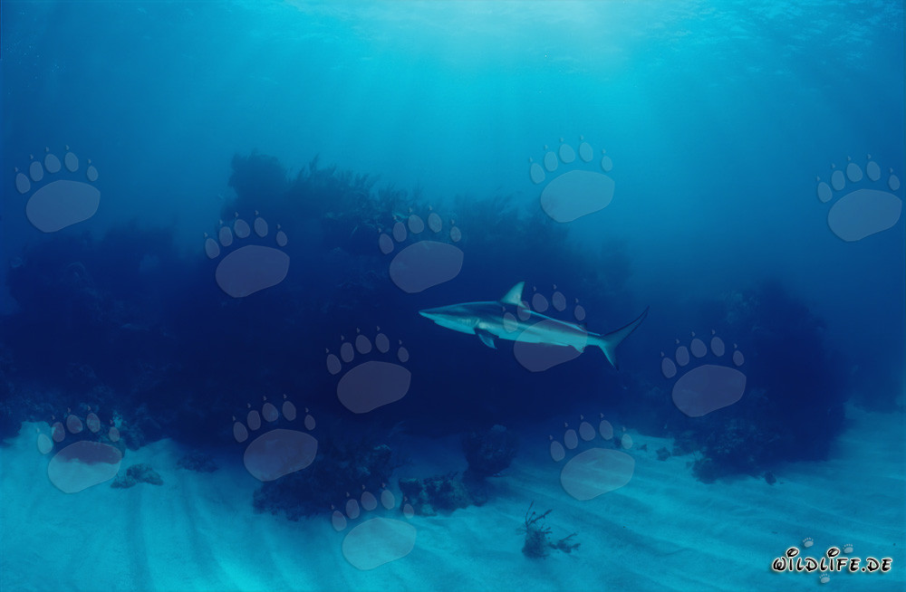 Blacktip shark surrounded by dense vegetation