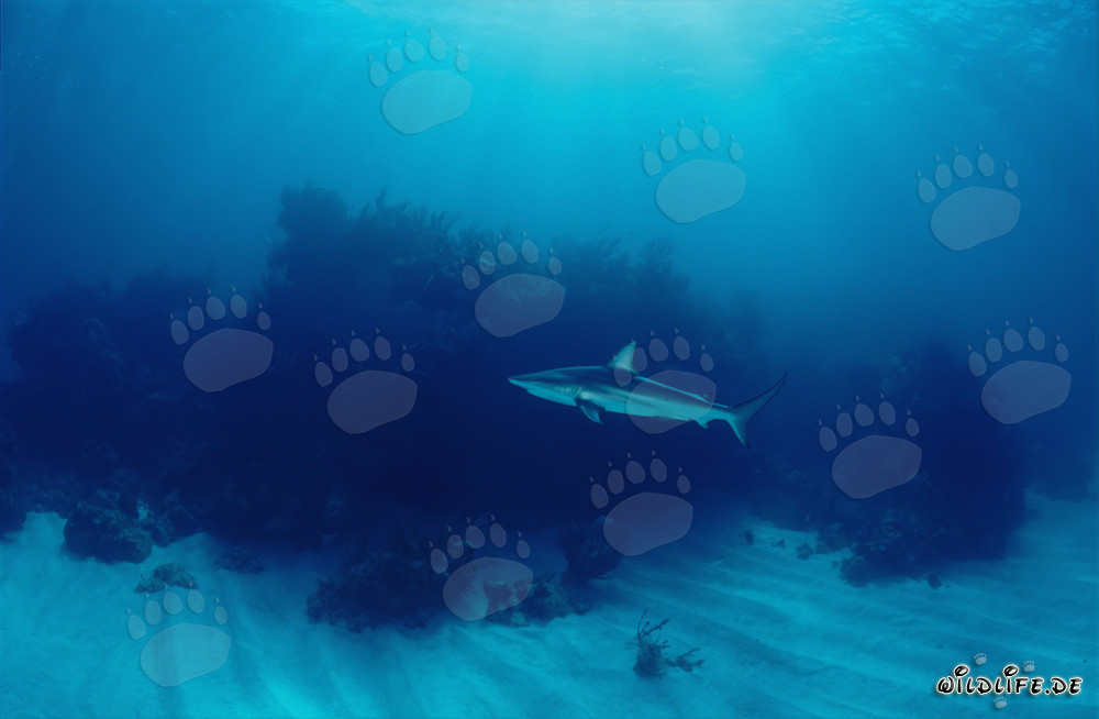Requin à pointes noires au milieu d'une végétation dense