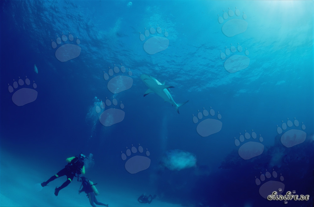 Plongeur observe un requin à pointes noires au-dessus de lui