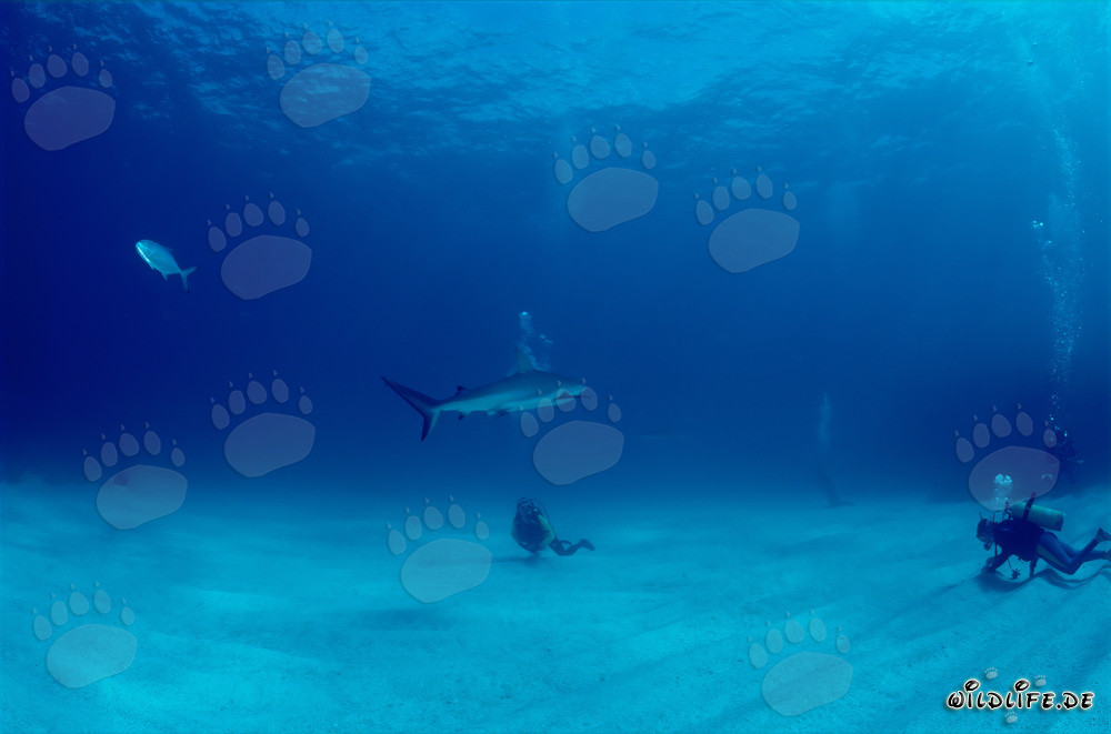Diver observes majestic blacktip shark underwater