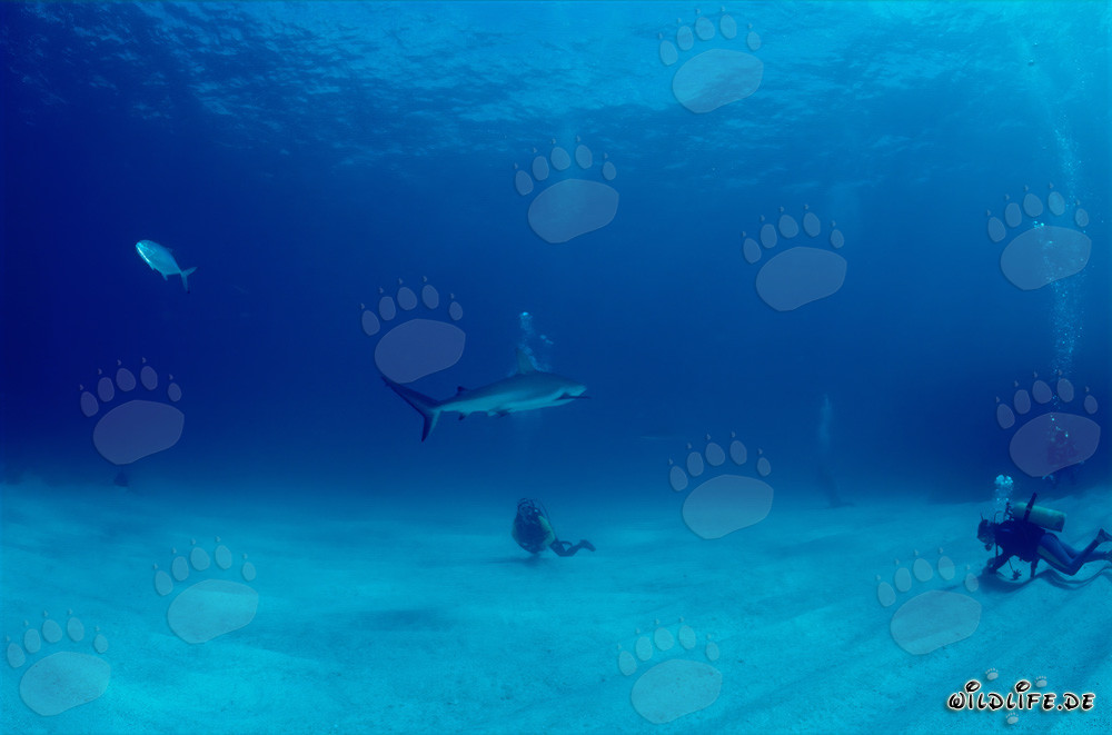 Plongeur observant un majestueux requin à pointes noires sous l'eau