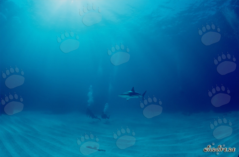 Fascinating Encounter: Blacktip Shark and Diver in front of the Bahamas