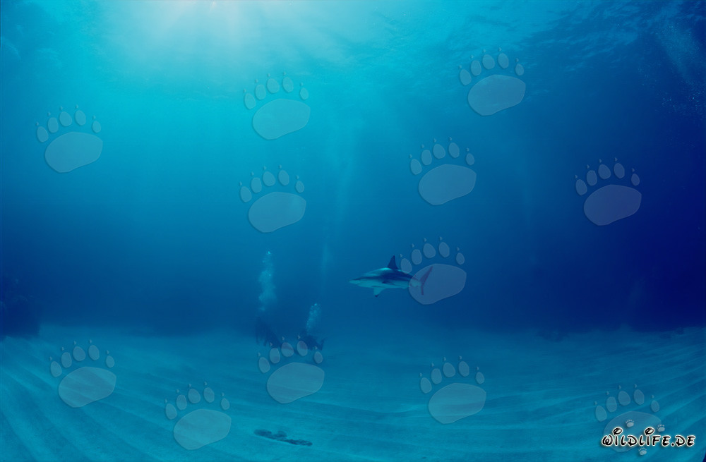 Rencontre fascinante : requin à pointes noires et plongeur aux Bahamas