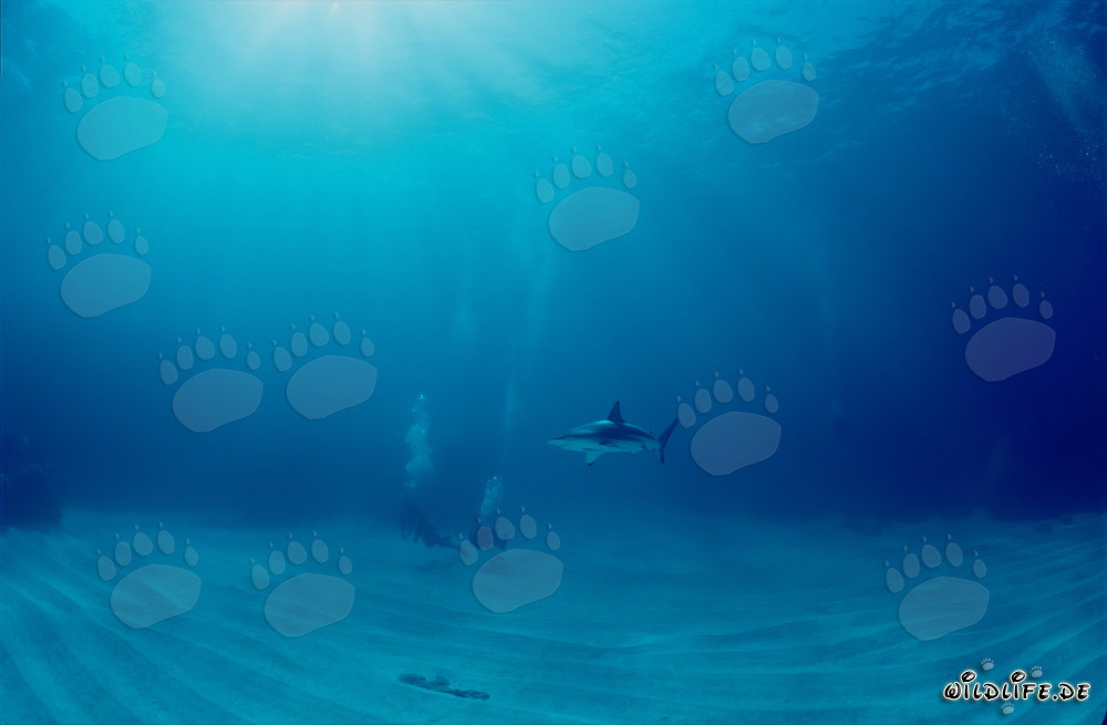 Faszinierende Begegnung zwischen einem Schwarzspitzenhai und einem Taucher vor den Bahamas