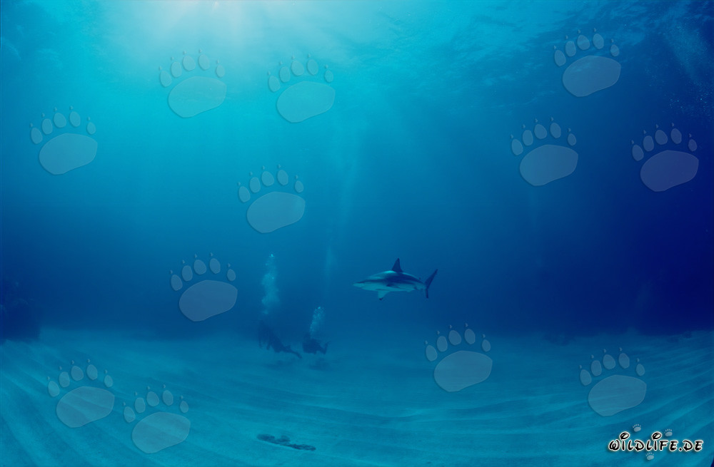 Incontro affascinante: squalo pinna nera e subacqueo alle Bahamas