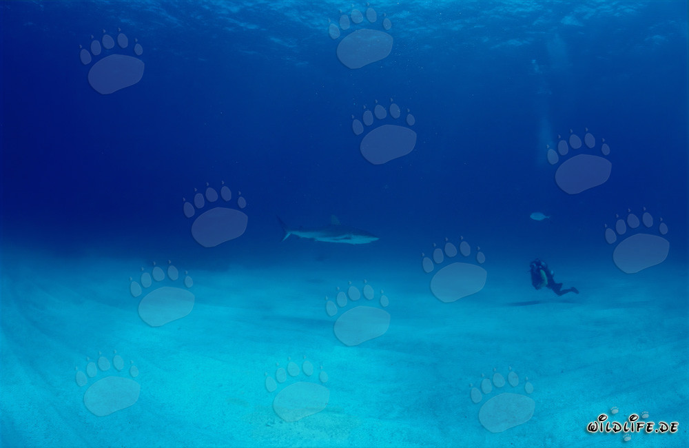 Encounter between a majestic blacktip shark and a fearless diver